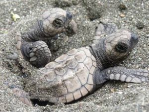 turtles