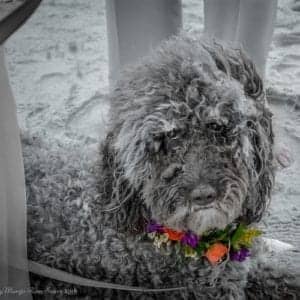 Reception dog with flower collar